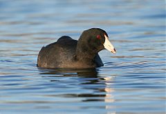 American Coot